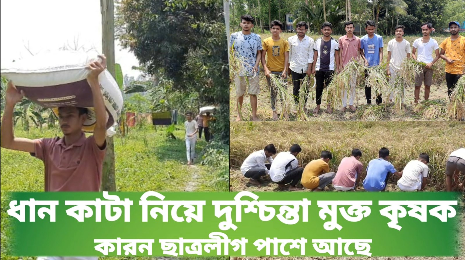 ধান কাটা নিয়ে দুশ্চিন্তা মুক্ত কৃষক, কারন ছাত্রলীগ পাশে আছে